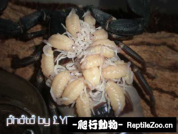 display_picture.php?url=http%3A%2F%2Ftiebapic.baidu.com%2Fforum%2Fw%253D580%2Fsign%3Db9ba3bdf39dda3cc0be4b82831e83905%2F8e8ef5ca7bcb0a46009329797c63f6246a60afbf.jpg