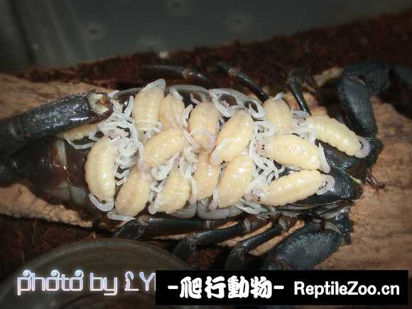 display_picture.php?url=http%3A%2F%2Ftiebapic.baidu.com%2Fforum%2Fw%253D580%2Fsign%3Df38524ae8b82d158bb8259b9b00b19d5%2F52df2ef431adcbef5485dc46bbaf2edda2cc9fbe.jpg