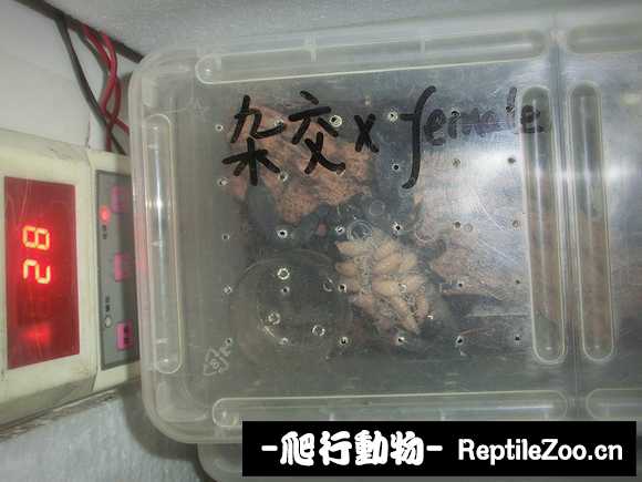 display_picture.php?url=http%3A%2F%2Ftiebapic.baidu.com%2Fforum%2Fw%253D580%2Fsign%3Daf05316ebfd3fd1f3609a232004f25ce%2F83941b01213fb80e5662c39721d12f2eb83894b8.jpg