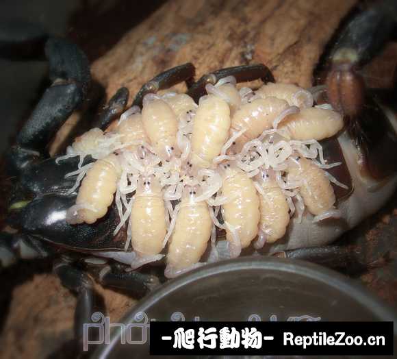 display_picture.php?url=http%3A%2F%2Ftiebapic.baidu.com%2Fforum%2Fw%253D580%2Fsign%3Dc043a1a3c239b6004dce0fbfd9513526%2Ff98928d162d9f2d382a186afbeec8a136227ccb8.jpg