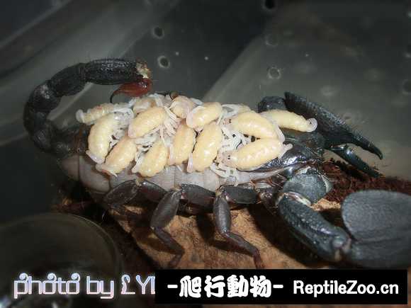 display_picture.php?url=http%3A%2F%2Ftiebapic.baidu.com%2Fforum%2Fw%253D580%2Fsign%3D38251556d8fc1e17fdbf8c397a91f67c%2F4a81e1cec3fdfc03e9c941f8c33f8794a5c226be.jpg