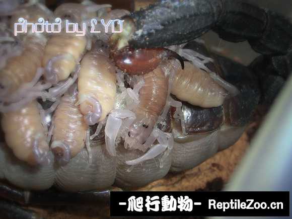 display_picture.php?url=http%3A%2F%2Ftiebapic.baidu.com%2Fforum%2Fw%253D580%2Fsign%3D3962778e8e25bc312b5d01906ede8de7%2Fd13ed9f2b2119313a4e95df072380cd790238d41.jpg