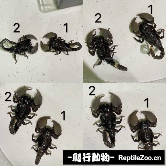 display_picture.php?url=http%3A%2F%2Ftiebapic.baidu.com%2Fforum%2Fw%253D580%2Fsign%3D99afd70273d12f2ece05ae687fc3d5ff%2F0539c9f81a4c510f3bba54cf2559252dd52aa563.jpg