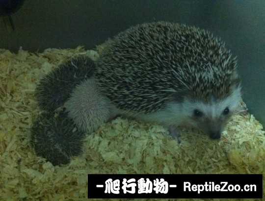 230659pzah3g9h77furu11.jpg