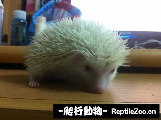 230711u6szc6goesskesak.jpg