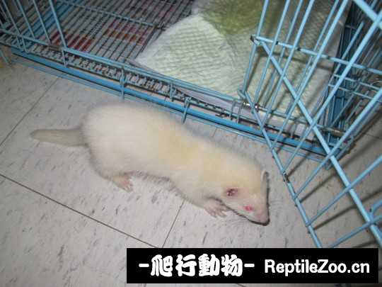 231013red1l22a91lpvb21.jpg