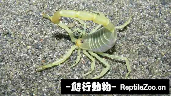 display_picture.php?url=http%3A%2F%2Fimgsa.baidu.com%2Fforum%2Fw%253D580%2Fsign%3Df28208ebd32a60595210e1121835342d%2F85750a381f30e9241b14781348086e061c95f7da.jpg