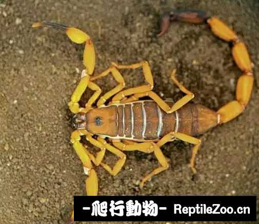 display_picture.php?url=http%3A%2F%2Fimgsa.baidu.com%2Fforum%2Fw%253D580%2Fsign%3D481d5ac6b71c8701d6b6b2ee177f9e6e%2F34807066d0160924cd764639d00735fae6cd343a.jpg