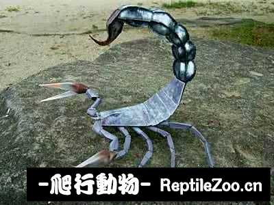 display_picture.php?url=http%3A%2F%2Fimgsa.baidu.com%2Fforum%2Fw%253D580%2Fsign%3D2d974c04f9faaf5184e381b7bc5594ed%2F97b314d3d539b600d97feb95ed50352ac75cb7d9.jpg
