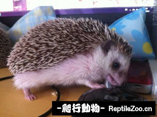 232729nhumu8zrmjpybj7s.jpg