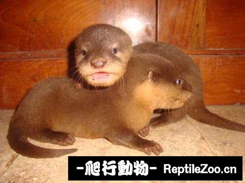 232835caokmvyrzymut32l.jpg