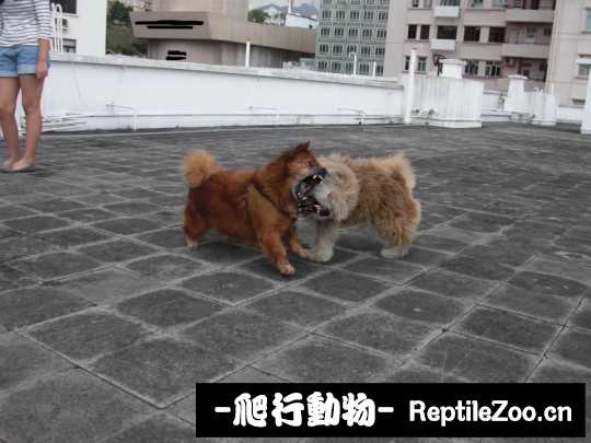 232950rpi15vc4yq51f9wq.jpg