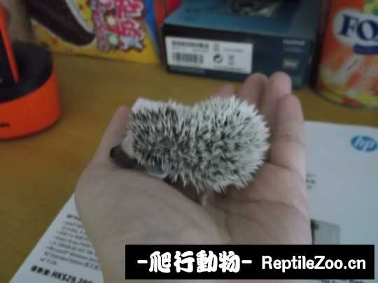233324efushzs5578n6fhh.jpg