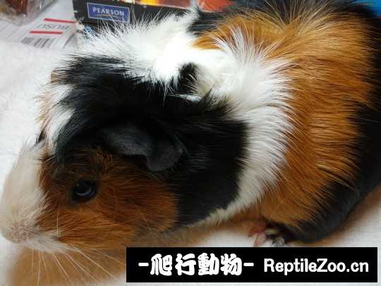 233406mrwwr0rpvciawpvn.jpg