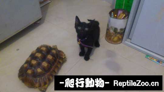 233556psnsr8rxsrrsfi9j.jpg