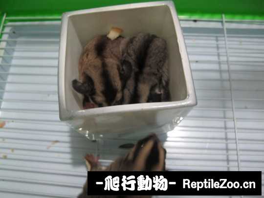 233805nddoopshedzbs9pb.jpg