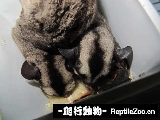 233807wu4yrz1tng52551v.jpg