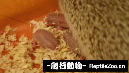 233815rsocrcelixlheroi.jpg