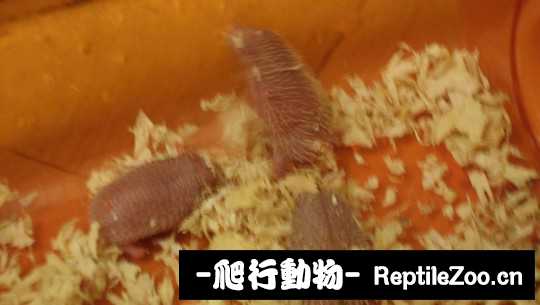 233816o8v8flh8r8f082lv.jpg