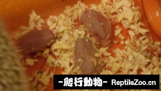 233817er2wshmpmcprpcdb.jpg