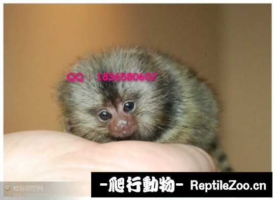 234455vruhpkkhiopfrbrp.jpg
