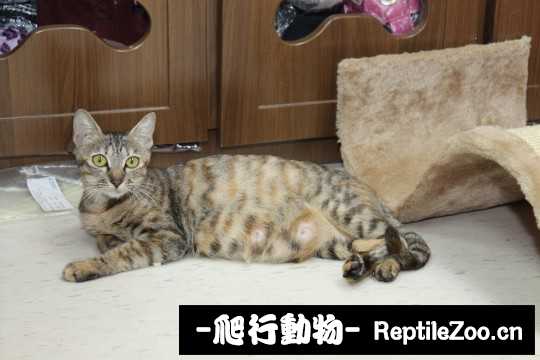 234629r331svzdov19aosn.jpg