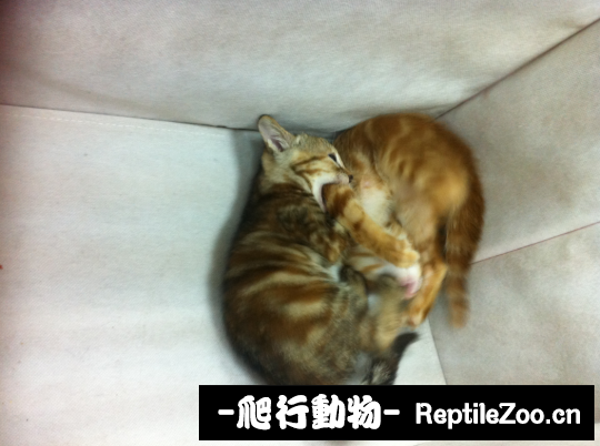 234645c01povcz19lwt0o6.png