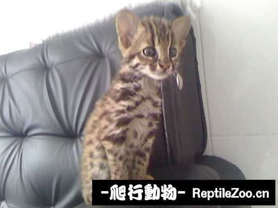 234723pt97t0h25udne5dh.jpg