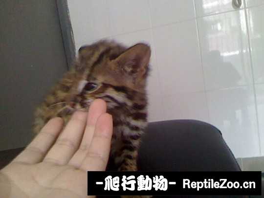 234723wt24xxsczoznx2zx.jpg