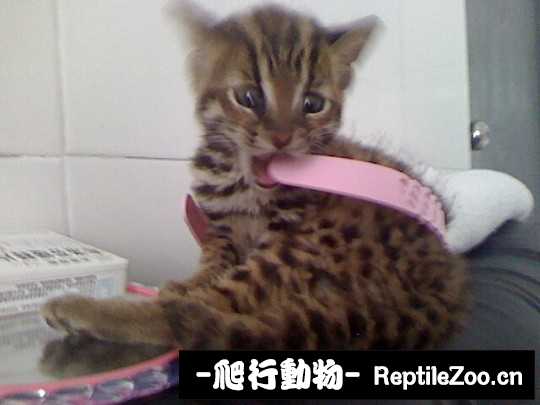 234724fs8r92kyksh6bfy6.jpg