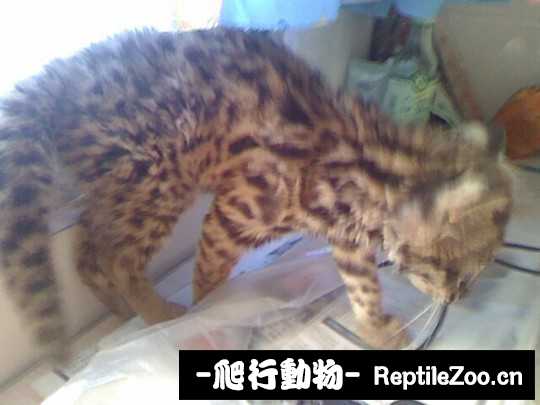 234724yjjg15w555iw5sts.jpg