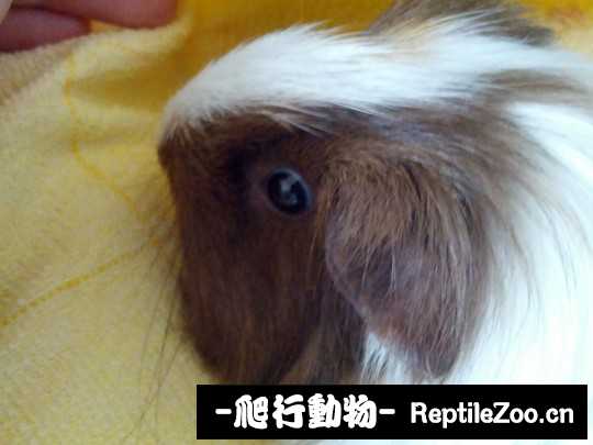 234828siccis04e3l3bsyk.jpg