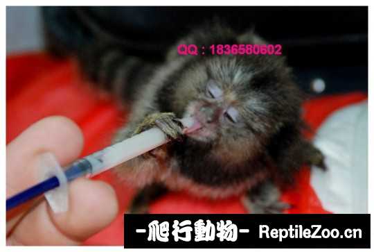235009dgk0q9kk9ad991d4.jpg