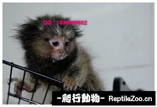 235010ev1ddg812hqthtvz.jpg