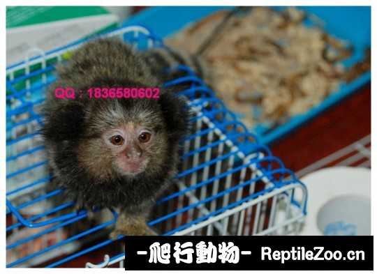 235010v4ge0addondenaoz.jpg
