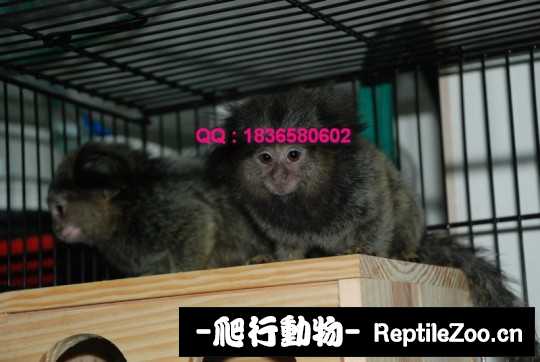 235119czzkk5w895k9991w.jpg