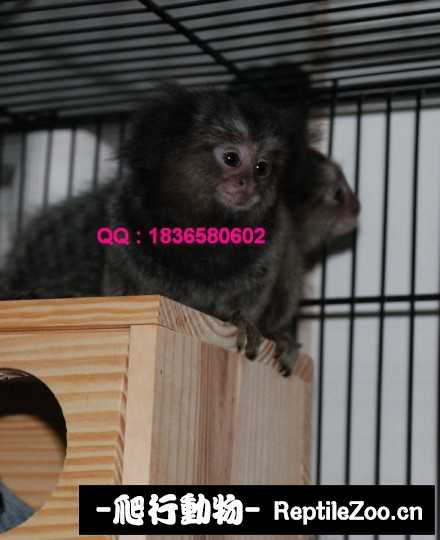 235121fn0b1ck2knijzfm8.jpg