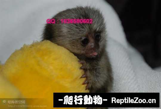 235146m16hhvzqivujqgvv.jpg