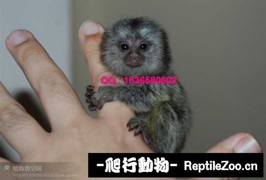 235147cti43ai3p3373ird.jpg
