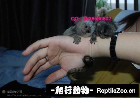 235147gbjb0w81zxjzpww8.jpg