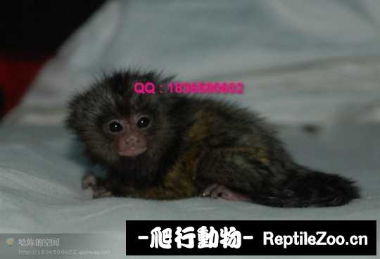 235147p0pqpbzu08mbtbtp.jpg
