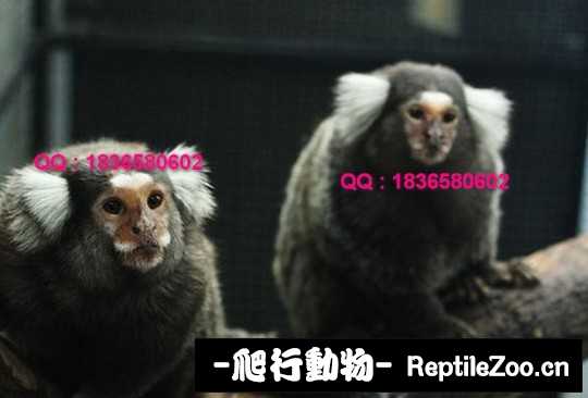 235153s9oeekhee9xe1ie1.jpg