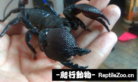display_picture.php?url=http%3A%2F%2Fimgsa.baidu.com%2Fforum%2Fw%253D580%2Fsign%3D08ffd5faa1cc7cd9fa2d34d109012104%2F55b759cb0a46f21f1a599044f4246b600c33ae32.jpg