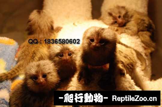001549nokojdqhjho5yiqc.jpg