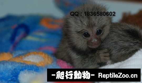 001550mpjbcp8lrbpsptpx.jpg