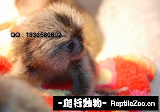 001550xiaawwttu82hyoii.jpg