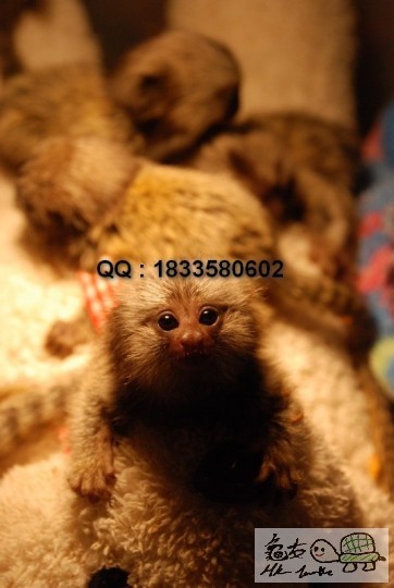 001552b66vljcy6kltcfcc.jpg