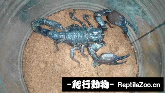 display_picture.php?url=http%3A%2F%2Fimgsa.baidu.com%2Fforum%2Fw%253D580%2Fsign%3D25351ed834d12f2ece05ae687fc3d5ff%2F0539c9f81a4c510f87209d156259252dd52aa552.jpg