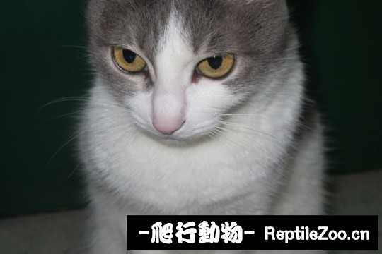 001735ss0ri78pds1jrkc9.jpg