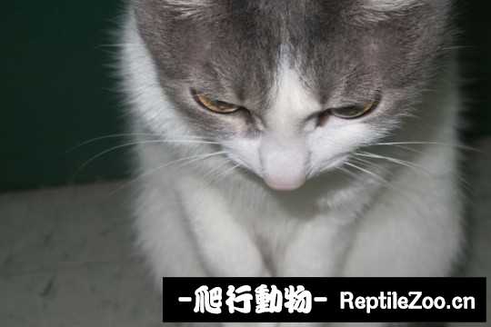 001736vsj8pjtpnnprnpry.jpg